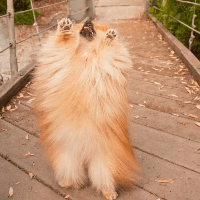 pouf dancing